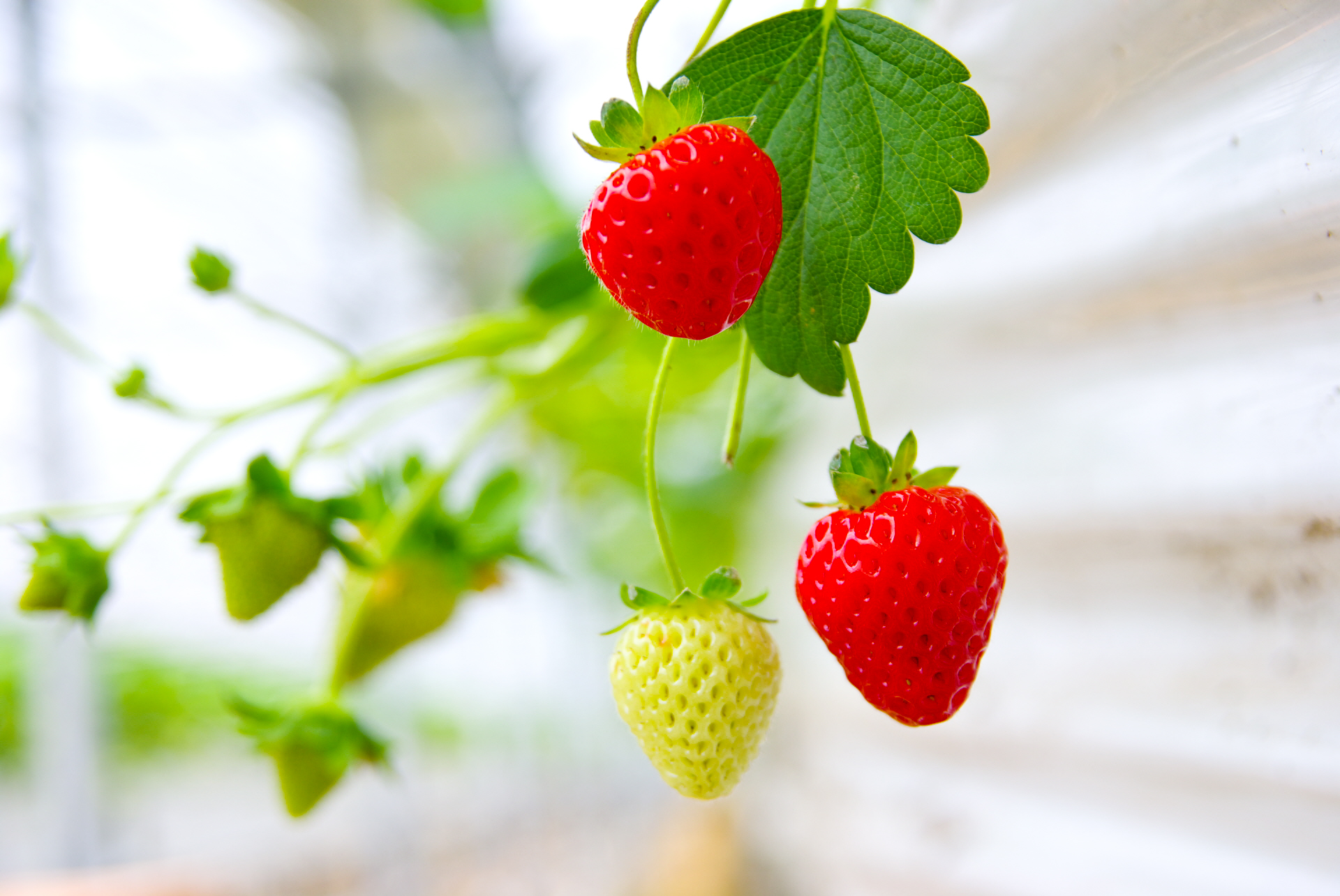top_banner